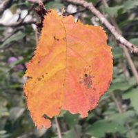 サクラ,紅葉,お出かけ先にての画像