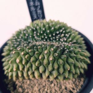 ギムノカリキウム属,珍奇植物,植中毒,バルコニスト,ギムノカリキウムイネルミスの画像