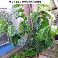 コーヒーの木,コーヒーの木 アラビカ,ベランダの画像