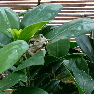 ガジュマル,観葉植物,窓辺の植物たち,カエル,アマガエルの画像
