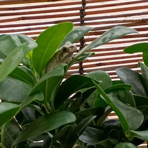 ガジュマル,観葉植物,窓辺の植物たち,カエル,アマガエルの画像