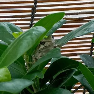 ガジュマル,観葉植物,窓辺の植物たち,カエル,アマガエルの画像