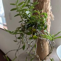 デンドロビウム,デンドロビウム ロディゲシー,Den. loddigesii 'White Fringe',洋ラン,着生蘭の画像
