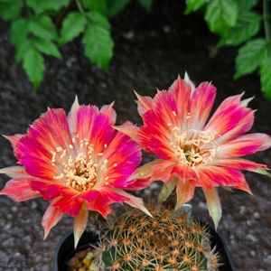 サボテン,花サボテン,多肉植物,サボテンの花,花のある暮らしの画像