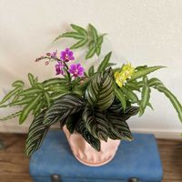 プテリス,胡蝶蘭,カラテア サンデリアーナ,ミディ胡蝶蘭,寄せ植えの画像