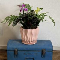 胡蝶蘭,ミディ胡蝶蘭,寄せ植え,今日の一枚,花のある暮らしの画像