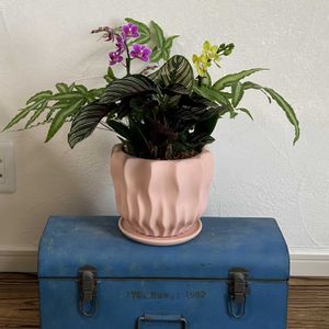 胡蝶蘭,ミディ胡蝶蘭,寄せ植え,今日の一枚,花のある暮らしの画像
