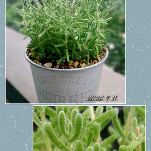 多肉植物,育てやすい多肉植物,多肉棚,ドロサンテマム ,ベランダ多肉の画像