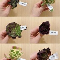 多肉植物,多肉大好き,アエオニウム,アエオニウム属の画像