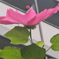 フヨウ,今日も元気で,キュンキュン乙女倶楽部,乙女ピンク,キラキラ金曜日の画像
