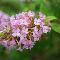 ブッドレア,ブッドレア バタフライキャンディ,ピンクの花,雨の日,マクロ撮影の画像