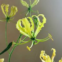 日比谷花壇,黄色い花,花のある暮らし,花のある生活,切り花を楽しむの画像