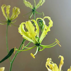 日比谷花壇,黄色い花,花のある暮らし,花のある生活,切り花を楽しむの画像