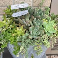 火祭り,子持ち蓮華,虹の玉,レモネード,多肉植物の画像