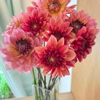 ダリア,ダリア,秋の花,ピンクのお花,小さな幸せ♡の画像