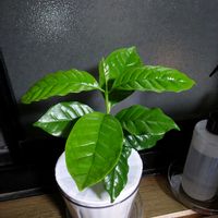 コーヒーの木 アラビカ,水やり,新葉,UCC,コーヒー博物館の画像
