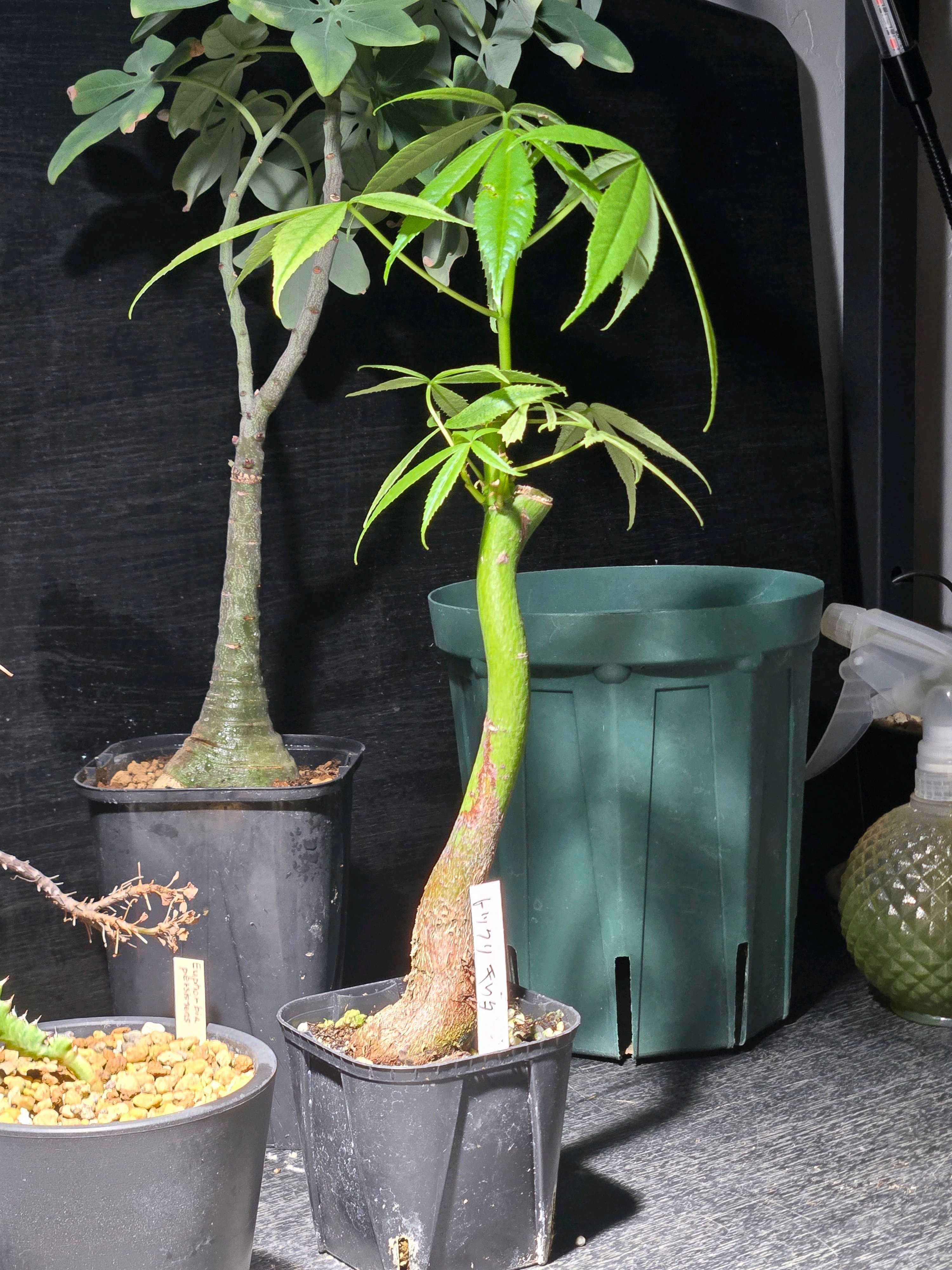 塊根植物(コーデックス)とは｜レアで人気の種類は？育て方のコツは