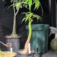 アデニア・グラウカ,トックリキワタ,塊根植物,実生の画像