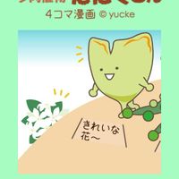 グリーンネックレス,聖園,多肉植物,コノフィツム属の画像