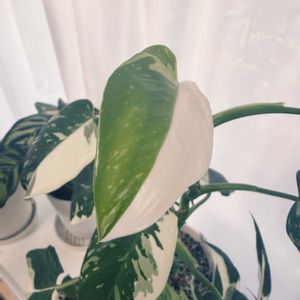 フィロデンドロン,フィロデンドロン ホワイトウィザード,観葉植物,植物のある暮らし,園芸初心者の画像