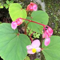 シュウカイドウ,モミジ,マメシダ（マメツタ）の画像