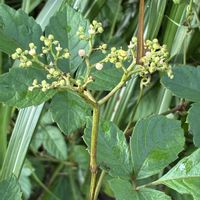 オトコエシ,オミナエシ,フジバカマ,オトコエシに似ているお花の画像