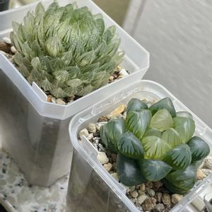 ハオルチア,ハオルチア,エビフィルム,多肉植物,観葉植物の画像