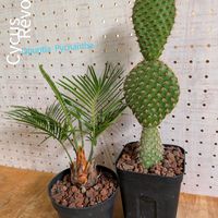 サボテン,ソテツ,Opuntia pycnantha,サボテン科,バルコニストの画像