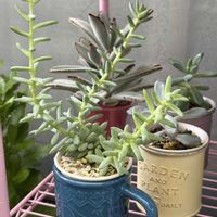 樹氷,福兎耳,多肉植物,新芽の画像