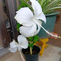 ハイビスカス,ヒペリカム,ｽｰﾊﾟｰﾍﾞﾅｱｲｽﾄｩｲﾝｸﾙ,可愛い❤,可愛いお花♡の画像