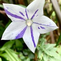 キキョウ,絞り咲きキキョウ,iPhone撮影,山中湖湖畔,山中湖の別荘の画像