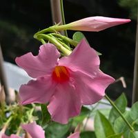 ハイビスカス,マンデビラ,ピンクキャンディ,癒し,いつもありがとう♡の画像