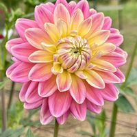 シバザクラ,ダリア,芝桜,ダリア桜貝,ダリア 桜貝の画像