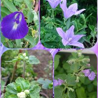 キャットミント,バタフライピー,桔梗（ききょう）,秋明菊のつぼみ,金曜日の蕾たちの画像