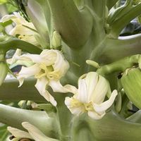 パッションフルーツ,パパイヤ,常緑低木,多年草,植栽の画像