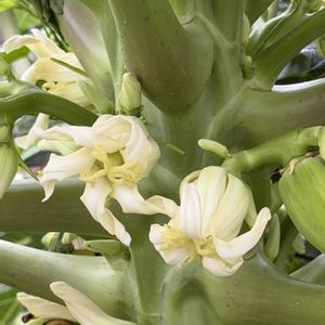 パッションフルーツ,パパイヤ,常緑低木,多年草,植栽の画像
