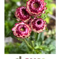 ヘリクリサム,花のある生活,魅力的✩°｡⋆の画像