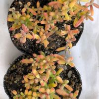 多肉植物,葉挿し,多肉寄せ植え,ドロサンテマム ,実生苗の画像