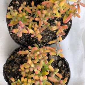 多肉植物,葉挿し,多肉寄せ植え,ドロサンテマム ,実生苗の画像