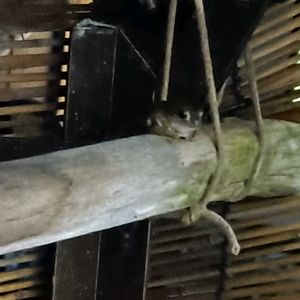 流木,カエル,アマガエル,カエル倶楽部♡の画像
