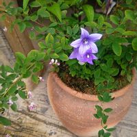 キキョウ,キキョウ,ハギ,今日のお花,ラ コリーナ近江八幡の画像