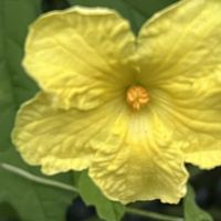 ゴーヤ,黄色の花,素敵な出会いに感謝,今日も元気で,今日も笑顔で♡の画像