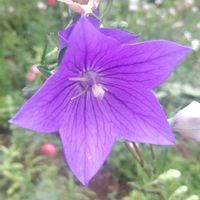 キキョウ,放置栽培,種蒔きから,お花のある暮らし,庭に咲くお花たちの画像