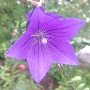 キキョウ,放置栽培,種蒔きから,お花のある暮らし,庭に咲くお花たちの画像