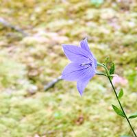 キキョウ,桔梗,桔梗（ききょう）,お花,今日の花の画像