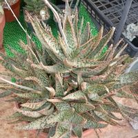 アロエ,多肉植物,ハイブリッド,新潟の画像