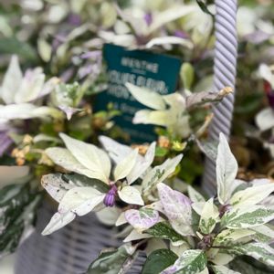 観賞用トウガラシ,Capsicum annuum,観賞用とうがらし カリコ,ナス科,トウガラシ属の画像