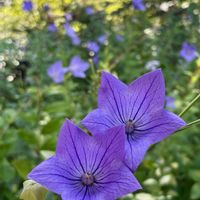 オニユリ,キキョウ,キンシバイ,ヒペリカム,花散歩の画像