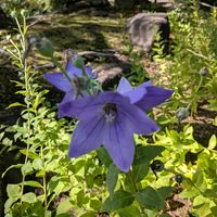 キキョウ,ナデシコ,花のある暮らし,今日のお花,花いろいろの画像