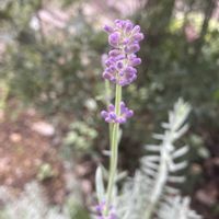 アリッサム,ブラキカム,ラベンダー,ダークベルクデージー,花のある暮らしの画像